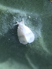 Aleyrodes proletella