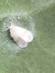 Aleyrodes proletella