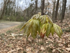 Aesculus sylvatica