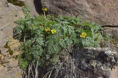 Lomatium salmoniflorum