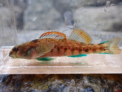 Etheostoma thalassinum