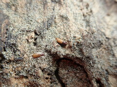 Mesites pallidipennis