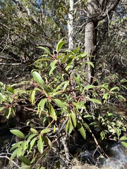 Arbutus arizonica
