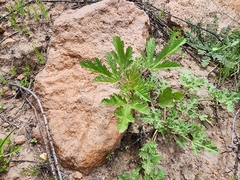 Fuertesimalva chilensis