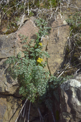 Lomatium salmoniflorum