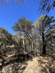 Arbutus arizonica