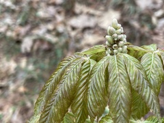 Aesculus sylvatica
