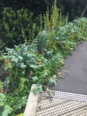 Aleyrodes proletella