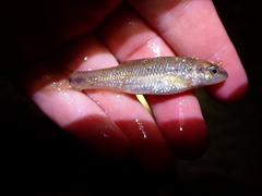 Moxostoma macrolepidotum