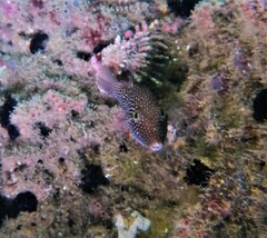 Canthigaster punctatissima