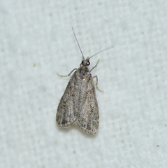 Eudonia strigalis