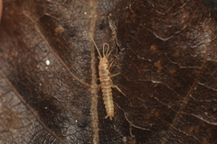 Nicoletiidae