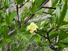 Kageneckia lanceolata