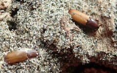 Mesites pallidipennis
