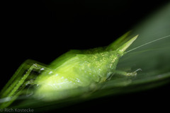 Copiphora rhinoceros