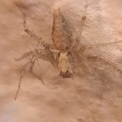 Oxyopes acleistus