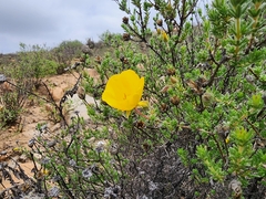 Balbisia verticillata