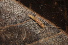 Nicoletiidae