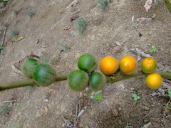Solanum sessiliflorum