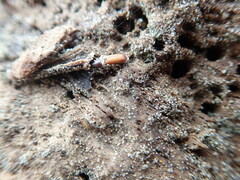 Mesites pallidipennis