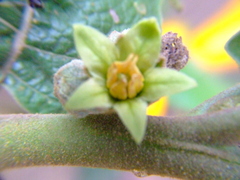 Solanum sessiliflorum