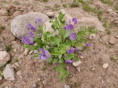 Solanum paposanum