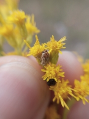 Pachybrachis glyphicus