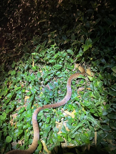 Brown Tree Snake sighting