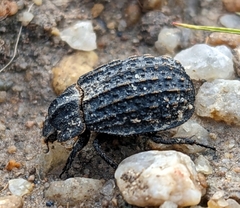 Trogidae