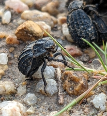 Trogidae