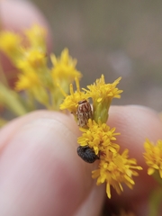 Pachybrachis glyphicus