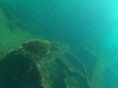 Eretmochelys imbricata