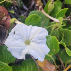 Ipomoea violacea