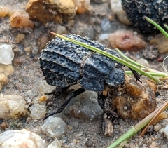 Trogidae