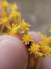 Pachybrachis glyphicus