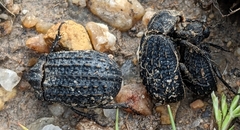 Trogidae