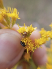 Pachybrachis glyphicus