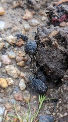 Trogidae