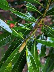 Litsea acuminata