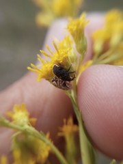 Pachybrachis glyphicus