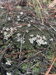 Pyxidanthera brevifolia