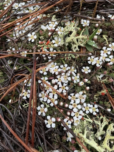 Littleleaf pixiemoss (Pyxidanthera brevifolia)