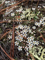 Pyxidanthera brevifolia