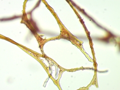 Polyschismium chailletii