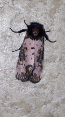 Xanthopastis moctezuma