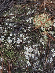 Pyxidanthera brevifolia