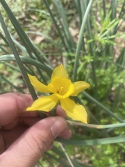 Narcissus jonquilla