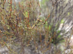 Ephedra rupestris
