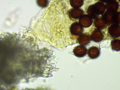 Polyschismium chailletii