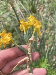 Narcissus jonquilla